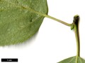 SpeciesSub: subsp. szechuanica